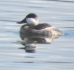 Oxyura jamaicensis