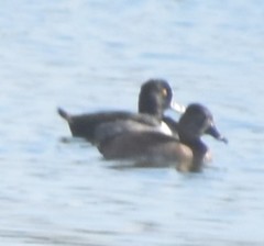 Aythya collaris
