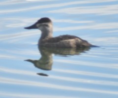 Oxyura jamaicensis