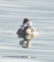 Oxyura jamaicensis