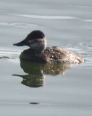 Oxyura jamaicensis