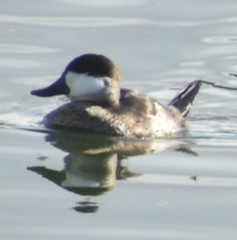 Oxyura jamaicensis