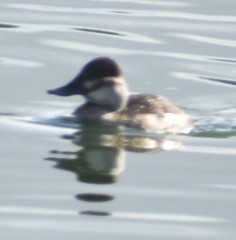 Oxyura jamaicensis