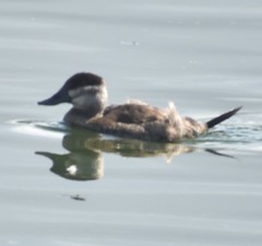 Oxyura jamaicensis