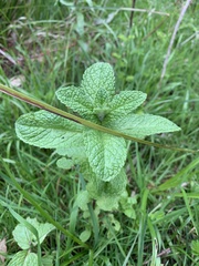 Mentha × rotundifolia