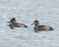 Aythya collaris