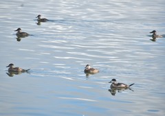 Oxyura jamaicensis