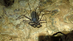 Phrynus longipes