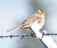 Zonotrichia leucophrys