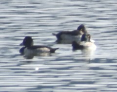 Aythya collaris