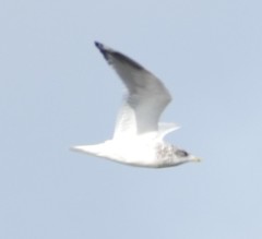 Larus californicus
