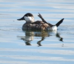 Oxyura jamaicensis