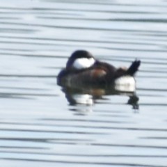 Oxyura jamaicensis