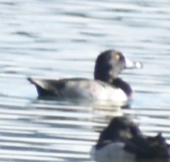 Aythya collaris