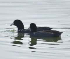 Fulica americana