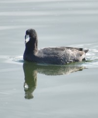 Fulica americana