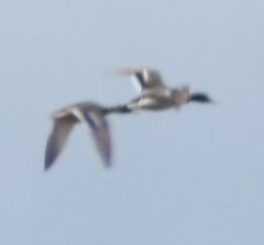 Anas platyrhynchos