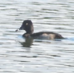 Aythya collaris