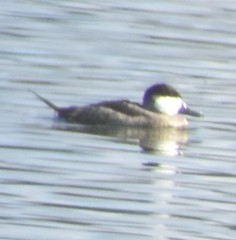 Oxyura jamaicensis