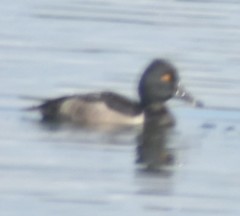 Aythya collaris