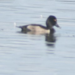 Aythya collaris