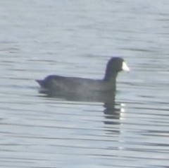 Fulica americana