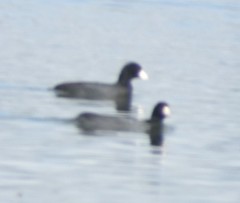 Fulica americana