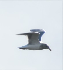 Larus glaucescens × occidentalis