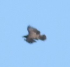 Haliaeetus leucocephalus