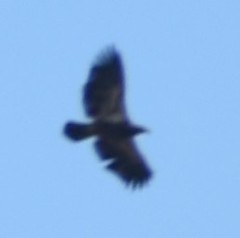 Haliaeetus leucocephalus