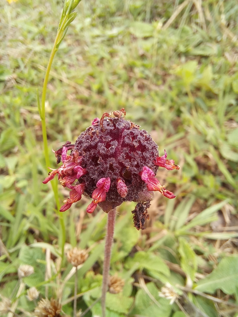 Hyptis comaroides