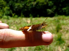 Adelpha corcyra collina