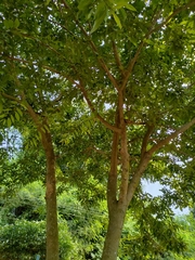 Terminalia chebula