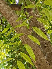 Terminalia chebula