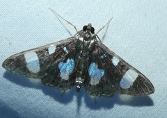 Glyphodes doleschalii