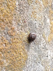 Acusta sieboldtiana