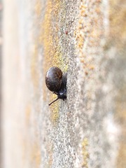 Acusta sieboldtiana