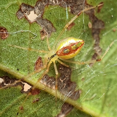 Thwaitesia argentiopunctata