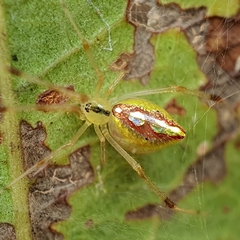 Thwaitesia argentiopunctata