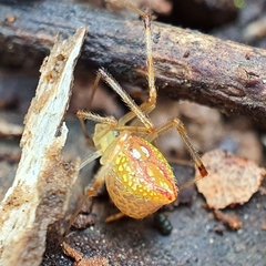 Thwaitesia argentiopunctata