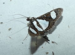 Glyphodes actorionalis