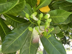 Barringtonia asiatica
