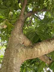 Barringtonia asiatica