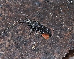 Sphaeropthalma marpesia
