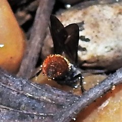 Sphaeropthalma marpesia