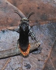 Sphaeropthalma marpesia