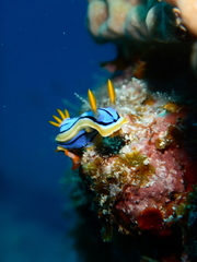 Chromodoris elisabethina