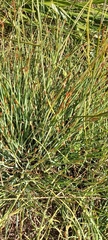 Juncus inflexus