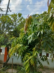 Saraca indica