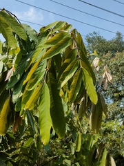 Saraca indica